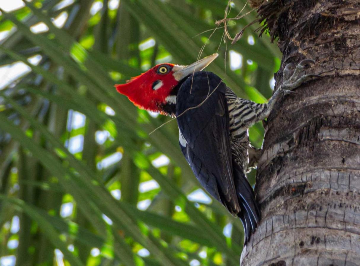 Ananda Pousada Pirenópolis Buitenkant foto